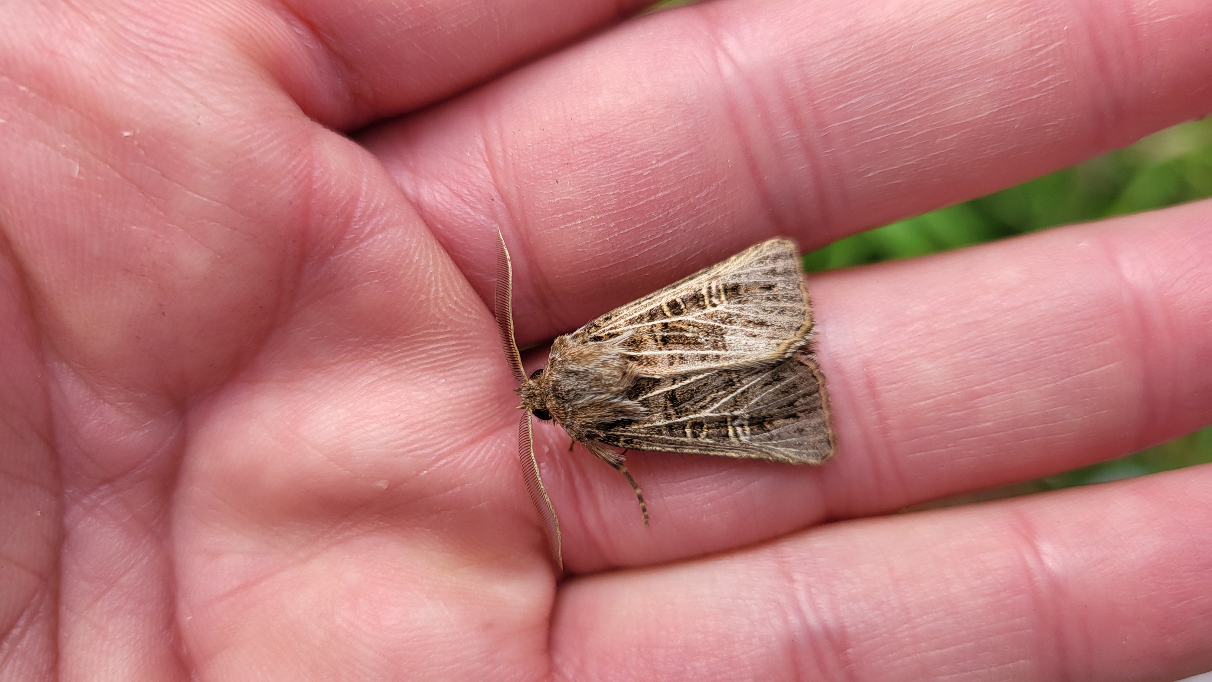 Photo of Feathered Gothic (Tholera decimalis)